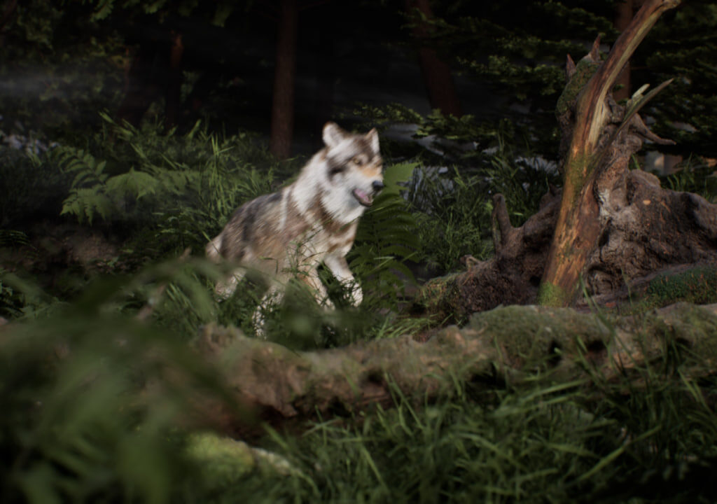 Wolf running